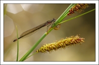 Nom du fichier=090429052101120456.jpg
Taille du fichier=172Ko
Dimensions : 800x532
Ajouté le : 29 Avril 2009 090429052101120456.jpg