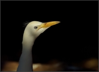 Nom du fichier=090722065119644725.jpg
Taille du fichier=68Ko
Dimensions : 800x581
Ajouté le : 22 Juillet 2009 090722065119644725.jpg