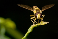 Nom du fichier=090729085723324324158280.jpg
Taille du fichier=189Ko
Dimensions : 740x494
Ajouté le : 29 Juillet 2009 090729085723324324158280.jpg