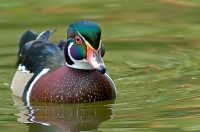 Nom du fichier=091007084553747014594993.jpg
Taille du fichier=163Ko
Dimensions : 800x528
Ajouté le : 07 Octobre 2009 091007084553747014594993.jpg