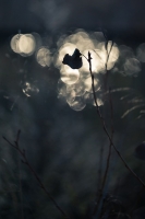 Nom du fichier=140122085604834889.jpg
Taille du fichier=80Ko
Dimensions : 685x1024
Ajouté le : 22 Janvier 2014 140122085604834889.jpg