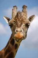 Nom du fichier=14052701501214476812269737.jpg
Taille du fichier=227Ko
Dimensions : 531x800
Ajouté le : 28 Mai 2014 14052701501214476812269737.jpg