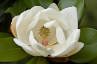 Nom du fichier=Fleur-1.jpg
Taille du fichier=152Ko
Dimensions : 800x534
Ajouté le : 30 Décembre 2008 Fleur-1.jpg