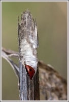 coccinelle111102.jpg