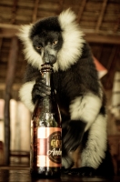 Nom du fichier=igp4861.jpg
Taille du fichier=161Ko
Dimensions : 530x800
Ajouté le : 19 Octobre 2011 igp4861.jpg