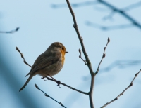 Nom du fichier=imgp5175.jpg
Taille du fichier=188Ko
Dimensions : 800x619
Ajouté le : 21 Mars 2012 imgp5175.jpg