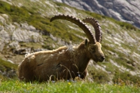 Nom du fichier=imgp5258.jpg
Taille du fichier=182Ko
Dimensions : 800x533
Ajouté le : 10 Juin 2009 imgp5258.jpg