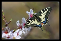 Nom du fichier=imgp7680w.jpg
Taille du fichier=180Ko
Dimensions : 1024x699
Ajouté le : 14 Mars 2012 imgp7680w.jpg