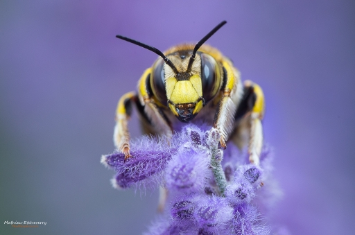 2017-07-03 / Ace_Denghar
Ace_Denghar [Macro et proxiphotographie nature]
