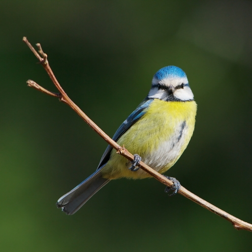 2011-01-03 / Netgabe
Par : Netgabe - [Faune sauvage]
