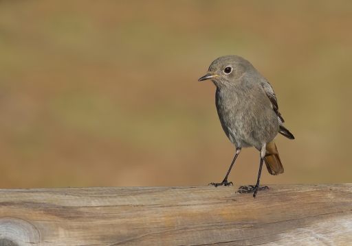 2011-10-31 / dedales
Par dedales dans [Faune sauvage]
