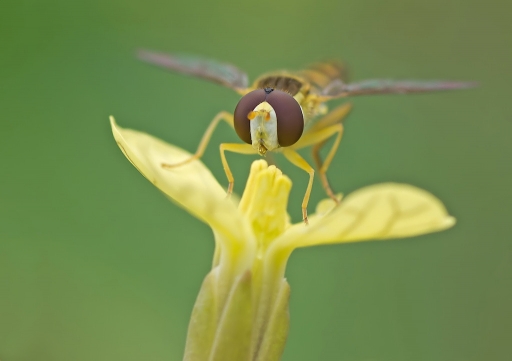 2011-07-04 / dedales
Par : dedales dans  [Macro et proxi-photo]
