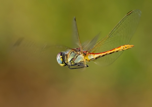 2011-08-29 / dedales
Par : dedales - [Macro et proxi-photo]
