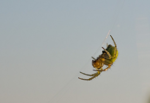 2012-05-28 / neosilencers
Par neosilencers dans Macro et proxi-photo
