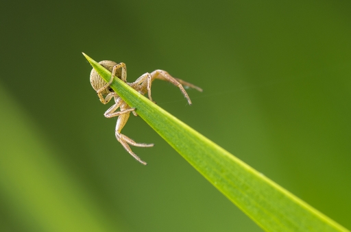 2014-05-02 / miczfr
miczfr [ Macro et proxi-photo ]
