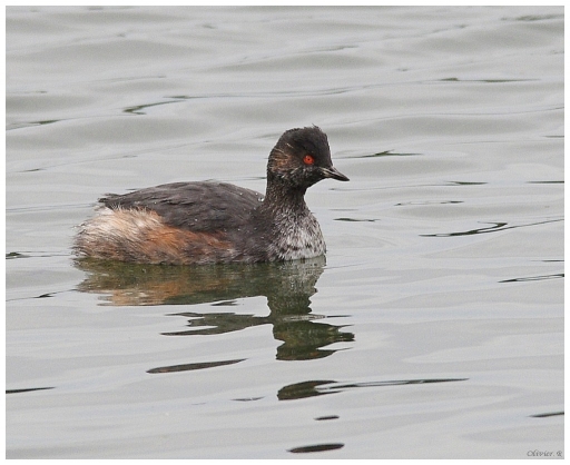 2014-08-17 / pilote14
pilote14  [Faune sauvage]
