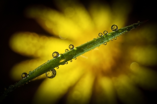 2016-10-31 / olilignan
Par olilignan dans [Macro et proxiphotographie nature]
