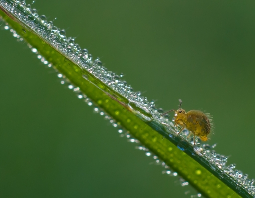 2017-01-30 / olilignan
Par olilignan dans Un monde feerique 
