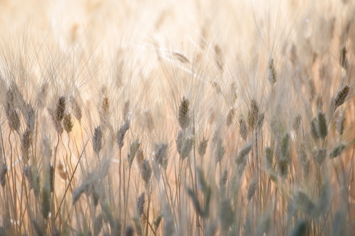 2017-05-29 SPentaxQR
SPentaxQR dans Rencontre Macro et Proxy 2017 les photos
