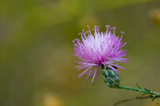 2017-10-16 / novice du 11
novice du 11 dans [Flore et Botanique]
