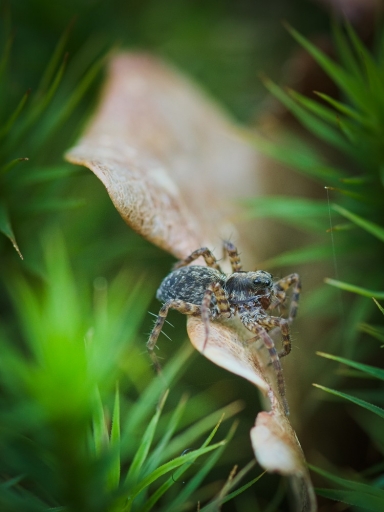 2018-04-16 / Dan2
Dan2 dans [Macro et proxiphotographie nature]
