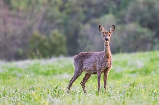 2018-04-30 ASM
ASM dans [Faune sauvage] 
