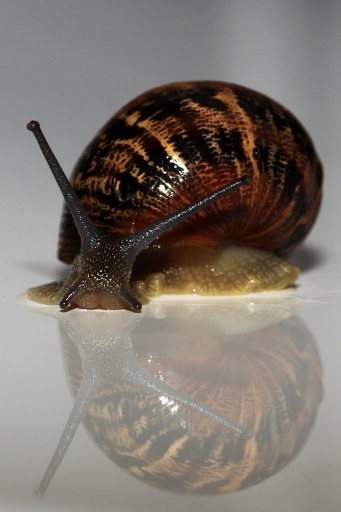 2018-07-09 / Vince92
Vince92 dans Macro et proxiphotographie nature
