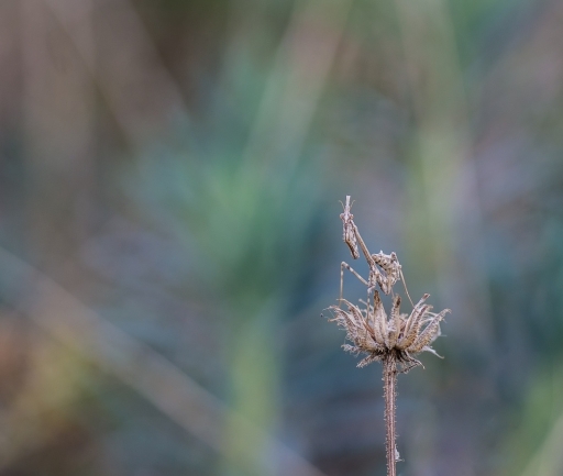 2018-08-27/olilignan
olilignan dans Mantidae et Empusidea
