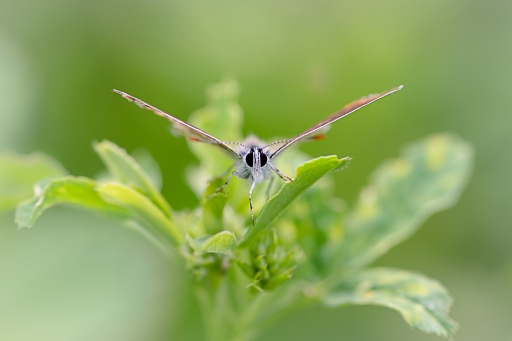 2021-08-02 / Opus21
Opus21 dans [Macro et proxiphotographie nature]

