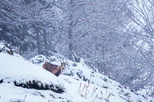 2021-11-08/jagulian
jagulian [faune sauvage]
