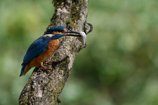 2023-08-22 charlysouho
charlysouho dans Faune sauvage
