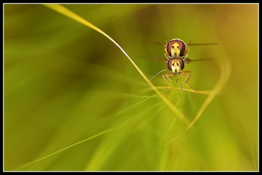 2013-06-17 / Mickmac
Mickmac [Macro et proxi-photo]

