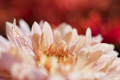 2018-09-03/Daenelyn
Daenelyn dans Flore et botanique
