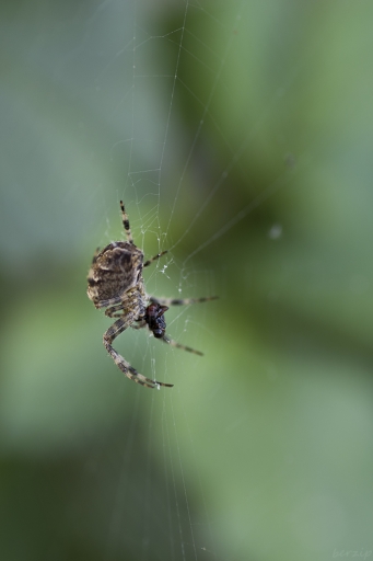 2019-10-15 / Berzip
Berzip dans Macro et proxiphotographie nature
