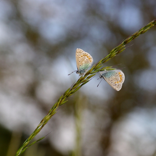 2022-05-16/papy57
papy57 dans  [Macro et proxiphotographie nature]
