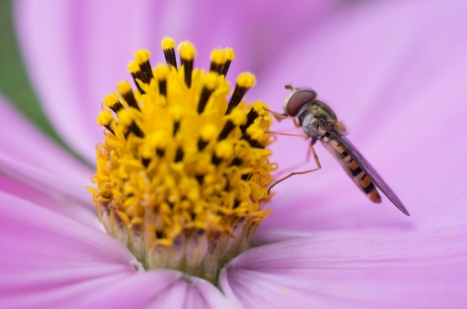 2012-09-04 /Gko
Par Gko dans Macro et proxi-photo
