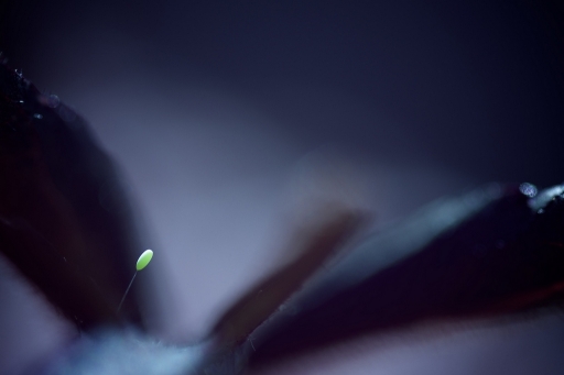 2017-06-19 / Marceline
Marceline dans Macro et proxiphotographie nature
