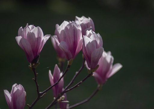 2024-03-05 Pech_les oies
Pech_les oies dans Flore et Botanique
