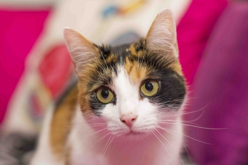 2013-01-14 / Jeremy67
Par : Jeremy67 - dans Vos series : Le chat dans tout ses etats
