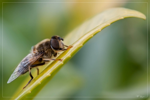 2012-05-04 / irish_mike
Par irish_mike dans Macro et proxi-photo
