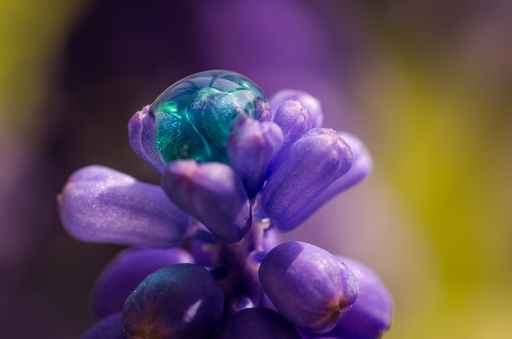 2013-04-02 / miczfr
miczfr  [Gouttes]
