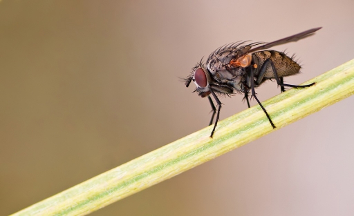 2012-06-18 / dedales
Par dedales dans Macro et proxi-photo
