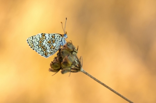 2013-07-31 / olilignan
olilignan [Macro et proxi-photo]
