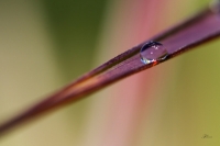 Nom du fichier=1106260818521293378386535.jpg
Taille du fichier=48Ko
Dimensions : 800x533
Ajouté le : 26 Juin 2011 1106260818521293378386535.jpg