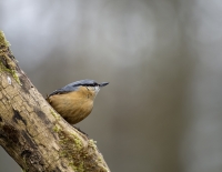 Nom du fichier=364254IMGP2054.jpg
Taille du fichier=305Ko
Dimensions : 1024x795
Ajouté le : 18 Février 2014 364254IMGP2054.jpg