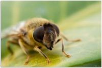 Nom du fichier=igp4963.jpg
Taille du fichier=87Ko
Dimensions : 1024x691
Ajouté le : 02 Avril 2012 igp4963.jpg