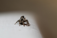 Nom du fichier=imgp8896saltiquearlequi.jpg
Taille du fichier=266Ko
Dimensions : 1024x680
Ajouté le : 23 Août 2012 imgp8896saltiquearlequi.jpg