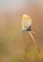 Nom du fichier=voDa9.jpg
Taille du fichier=498Ko
Dimensions : 885x1280
Ajouté le : 18 Octobre 2020 voDa9.jpg