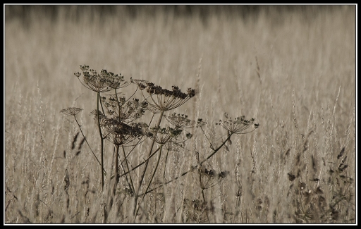 2011-06-28/janfi.moyen
par:janfi.moyen-[Noir et Blanc, Sepia et desaturation partielle]
