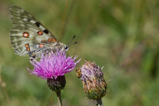 2011-10-18/ neosilencers
par: neosilencers -[macro et proxi-photo]
